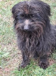 Isabo išče družino