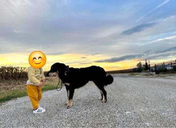 Nežni Atila išče dom