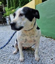 Mini išče svoj za vedno dom