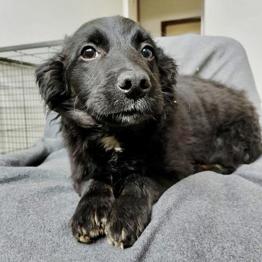 Črn samec mladička potrebuje dom in odrešitev iz azila - VJEKO