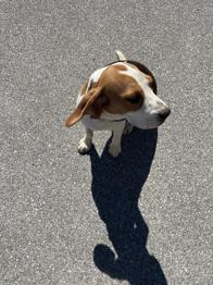 Beagle