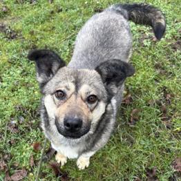 Živi v zavetišču- POSVOJI TIKO