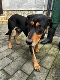 Đipsi išče nov dom