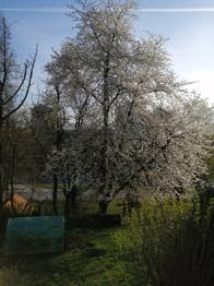 PODARIM LES 4x ČEŠNJA