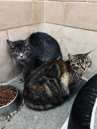 TOM IN LADY IŠČETA NOV DOM