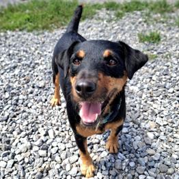 RIKI NUJNO IŠČE DOM