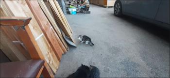 Mladi mucek - podarimo Škofja Loka