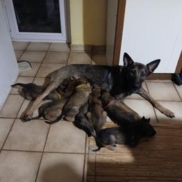 PSI - BELGIJSKI OVČARJI - MALINOA