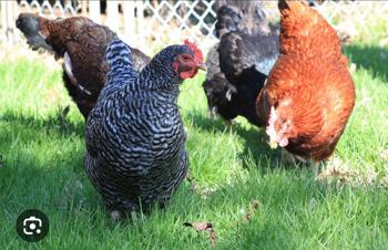 Vzamem stare kokoši