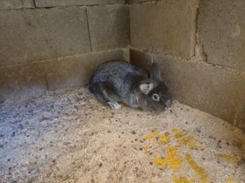 Podarim hišne zajčke