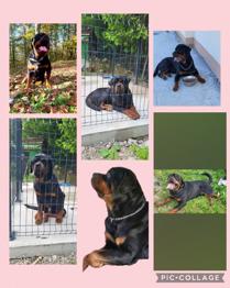 Rotweiler samca podarim