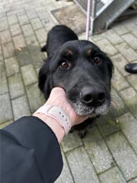 BRINA IŠČE NOV DOM