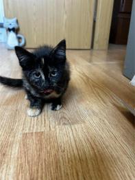 Mucke iščejo nove domove