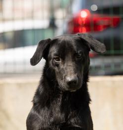 Batman išče družino