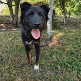 ELINA IŠČE DOM- posvojite mešanico Border Collia iz zavetišča