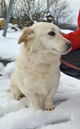 Mala Bella išče dom