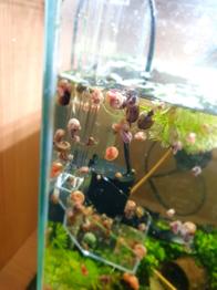 Podarim akvarijske polže - svitek - svitki