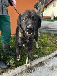 Gringo išče nov dom