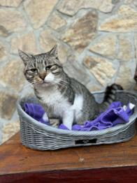 Podarimo Mačka Toma - Maček Tom