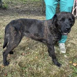 RIA IŠČE DOM-Od leta 2024 v zavetišču-reši jo