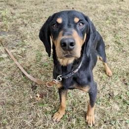 TOBY IŠČE DOM, reši psa