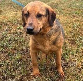 Od leta 2023 žaluje v zavetišču- TREF IŠČE DOM