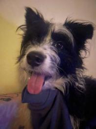 Psička Roxy išče ljubeč dom in lastnike